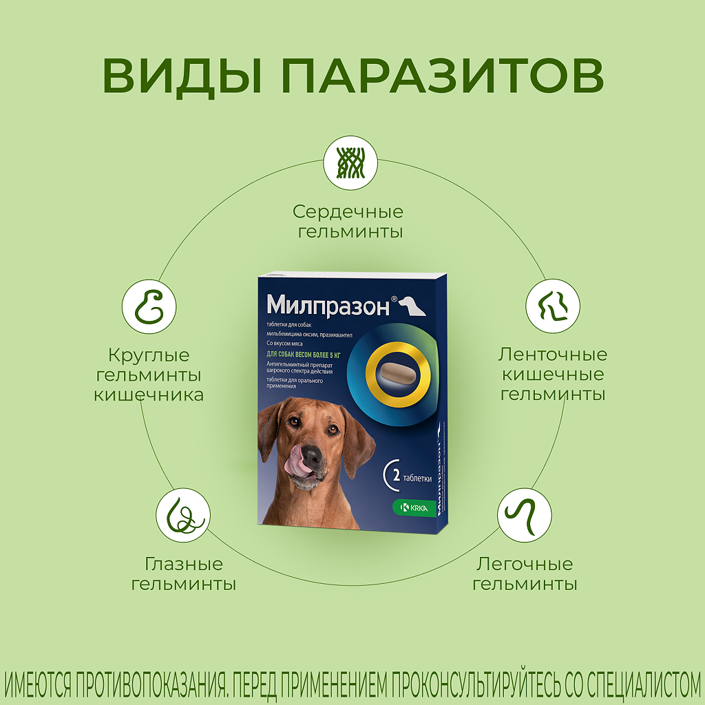 Милпразон антигельминтик таблетки для собак более 5 кг 12,5 мг/125 мг 2 шт  - купить, цена и отзывы, Милпразон антигельминтик таблетки для собак более  5 кг 12,5 мг/125 мг 2 шт инструкция