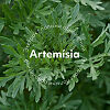 MISSHA Artemisia Calming Essence Mist Успокаивающий мист спрей для чувствительной кожи 120 мл 1 шт